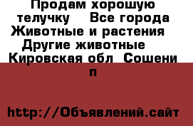 Продам хорошую телучку. - Все города Животные и растения » Другие животные   . Кировская обл.,Сошени п.